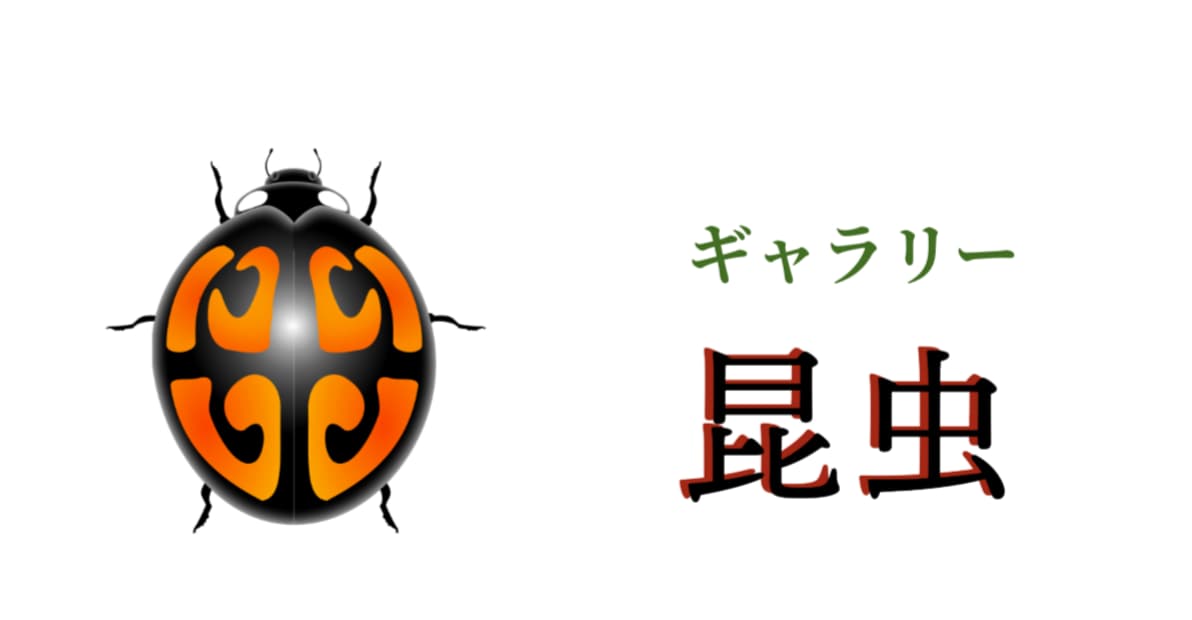 昆虫の筆絵と「ギャラリー 昆虫」の文字が描かれたバナー画像